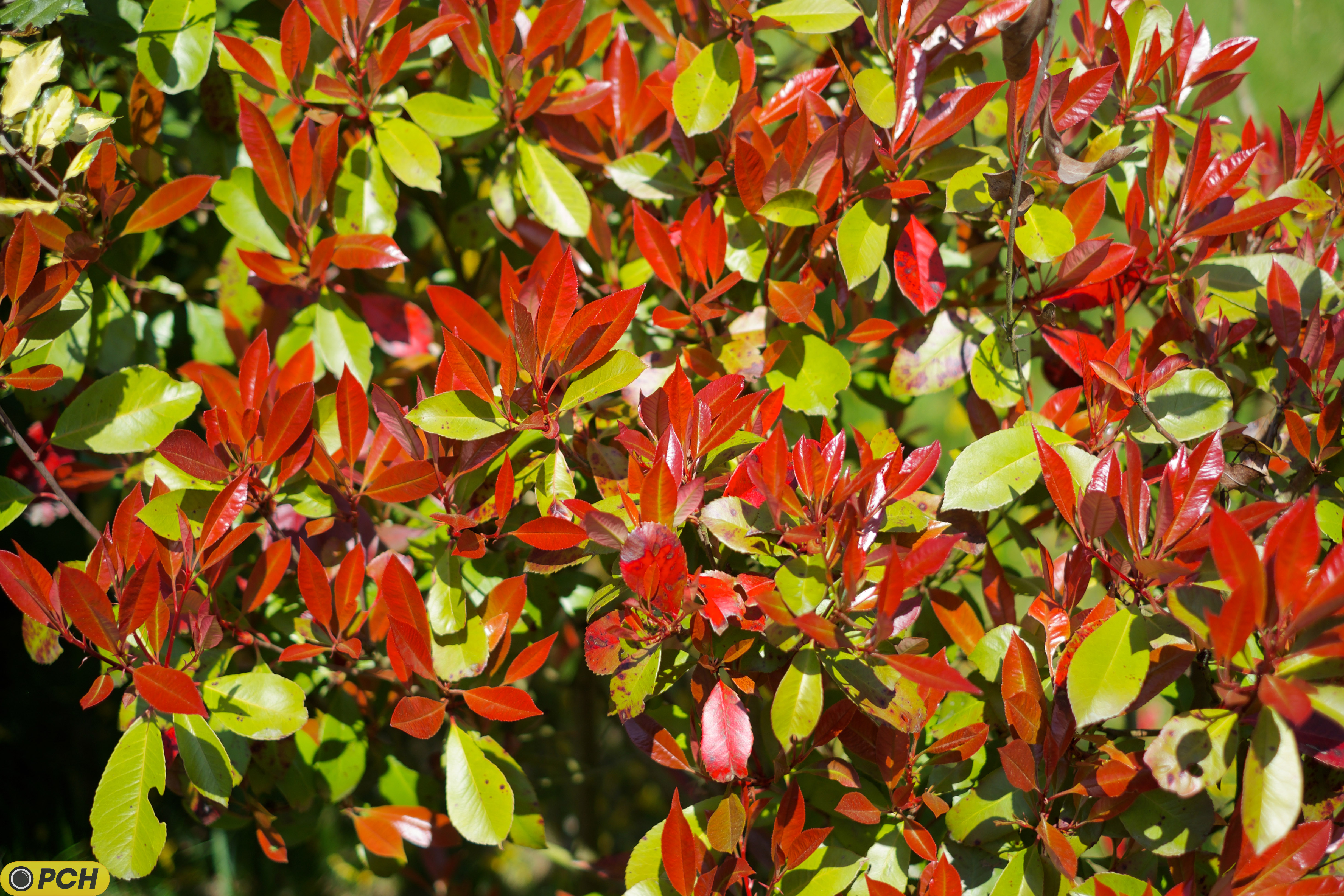 XF35mmF1.4 R